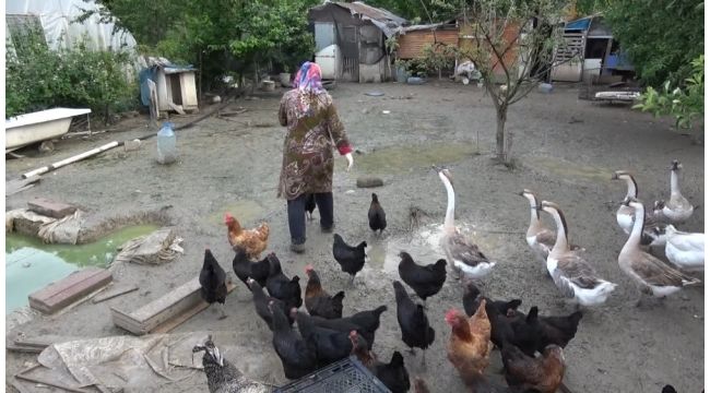 Kümesteki yumurtaları yiyen kargaya güldüren tembih