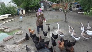 Kümesteki yumurtaları yiyen kargaya güldüren tembih