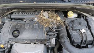 Otomobilin motor kısmına yuvalayan fare çıkarılamadı