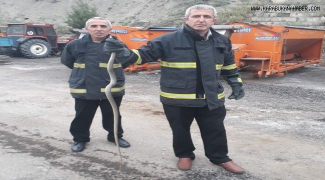Yakaladıkları yılanı doğaya saldılar