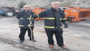 Yakaladıkları yılanı doğaya saldılar
