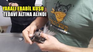 Yaralı ebabil kuşu tedavi altına alındı