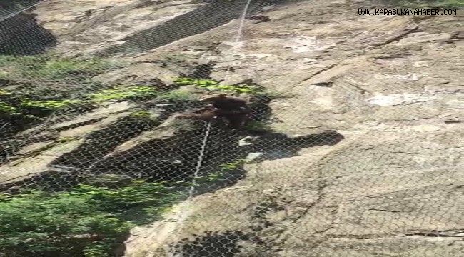 Yavru ayı telleri tırmanarak kaçtı