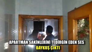 Apartman sakinlerini tedirgin eden ses baykuş çıktı