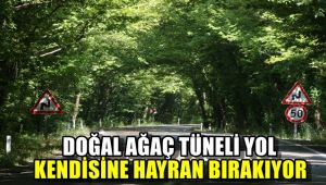 Doğal ağaç tünelli yol kendisine hayran bırakıyor