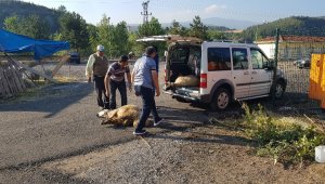 Kimisi elinden kaçırdı, kimisi satın aldığı kurbanını pazarda kestirdi