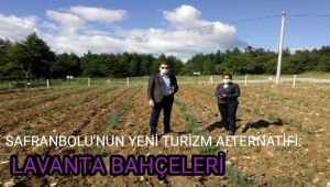 Safranbolu'nun yeni turizm alternatifi: Lavanta bahçeleri
