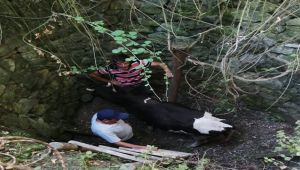 3 metre derinliğindeki kuyuya düşen danayı itfaiye ekipleri kurtardı