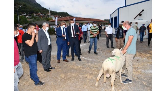 Karabük'te 89 koç yetiştiricilerine verildi