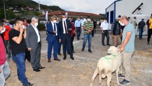 Karabük'te 89 koç yetiştiricilerine verildi