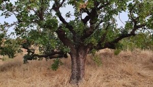 KBÜ Antepfıstığının doku kültürünü ve çoğaltımını sağlayacak