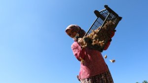 Kuraklık safran ekimini aksattı