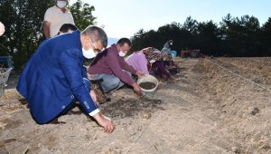 Safran ekimi devam ediyor