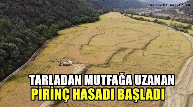 Tarladan mutfağa uzanan pirinçte hasat başladı