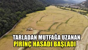 Tarladan mutfağa uzanan pirinçte hasat başladı