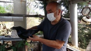 Uçamayan kuzguna evini açtı