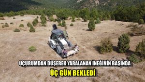 Uçurumdan düşerek yaralanan ineğinin başında üç gün bekledi