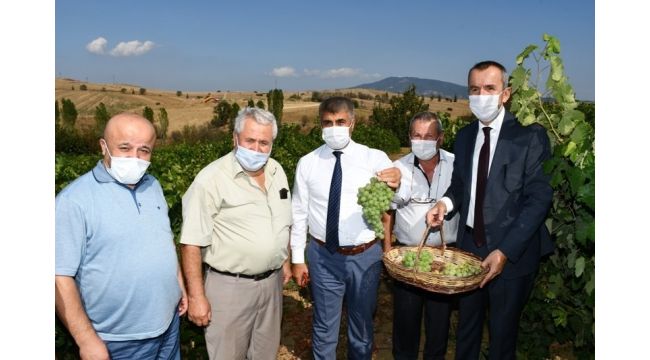 Vali Gürel bağ bozumuna katıldı