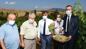 Vali Gürel bağ bozumuna katıldı