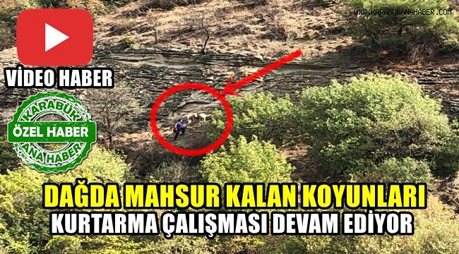 Dağda mahsur kalan koyunları kurtarma çalışmaları devam ediyor