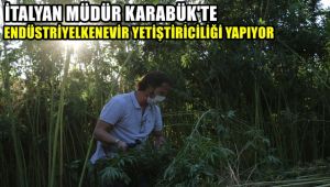 İtalyan Müdür Karabük'te endüstriyel kenevir yetiştiriciliği yapıyor