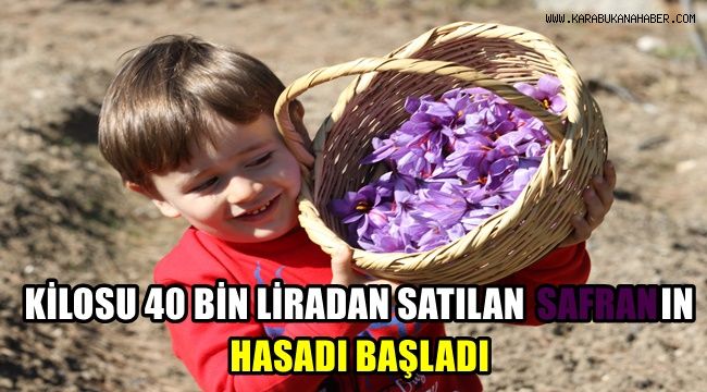 Kilosu 40 bin liradan satılan safranın hasadı başladı