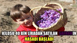 Kilosu 40 bin liradan satılan safranın hasadı başladı