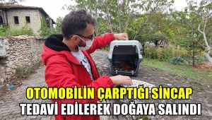 Otomobilin çarptığı sincap tedavi edilerek doğaya salındı