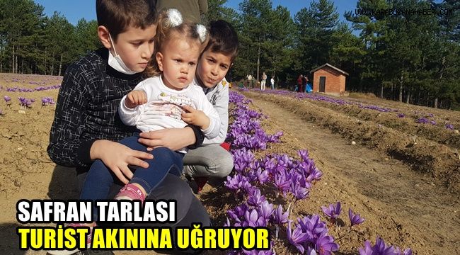 Safran tarlası turist akınına uğruyor