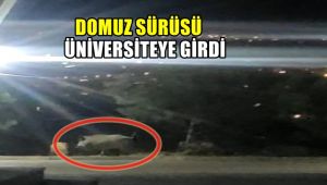 Domuz sürüsü üniversite içerisine girip yiyecek aradı