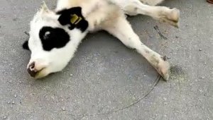 Kazada telef olduğu düşünülen inek bir anda canlandı