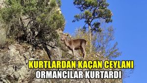 Kurtlardan kaçan ceylanı ormancılar kurtardı