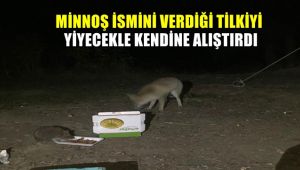 'Minnoş' adını verdiği tilkiyi yiyecekle kendine alıştırdı