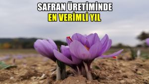 Safran üretiminde en verimli yıl