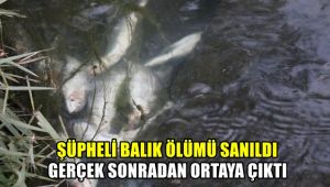 Şüpheli balık ölümü sanıldı ama gerçek sonra ortaya çıktı