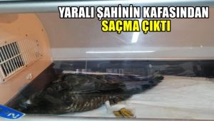 Yaralı şahinin kafasından saçma çıktı