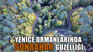Yenice ormanlarında sonbahar güzelliği