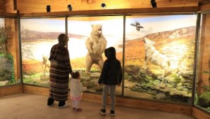 Yenice ormanlarının yaban hayatını müzede keşfediyorlar