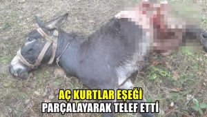 Aç kurtlar eşeği parçalayarak telef etti