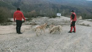 Kimsesiz hayvanları unutmadılar