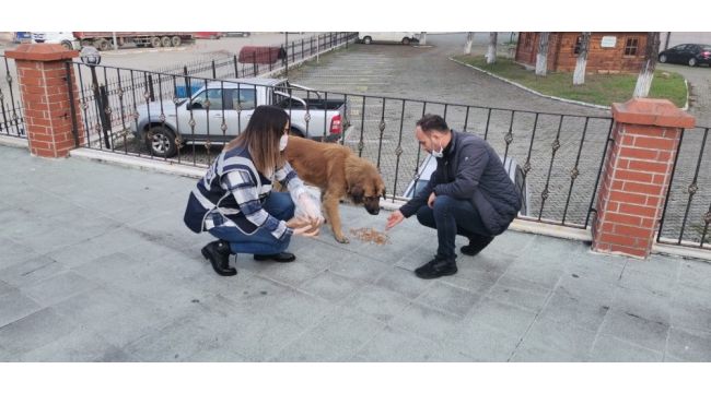 Polisler sokak hayvanlarını besledi