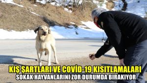 Kış şartları ve Covid-19 kısıtlamaları sokak hayvanlarını zor durumda bırakıyor