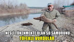 Nesli tükenmekte olan su samurunu tüfekle vurdular