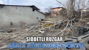 Şiddetli rüzgar ağacı kökünden söktü