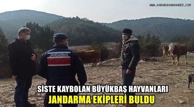 Siste kaybolan büyükbaş hayvanları jandarma ekipleri buldu