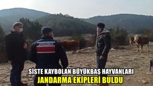 Siste kaybolan büyükbaş hayvanları jandarma ekipleri buldu