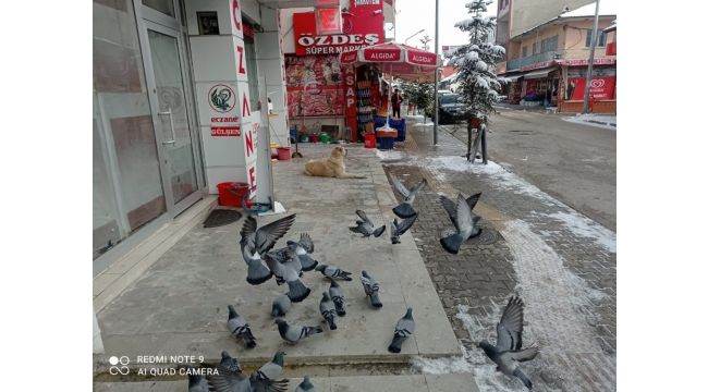 Sokağa çıkma kısıtlamasında güvercinleri beslediler