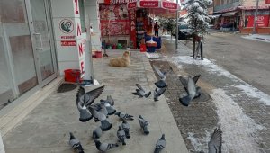 Sokağa çıkma kısıtlamasında güvercinleri beslediler