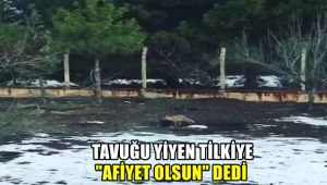 Tavuğunu yiyen tilkiye