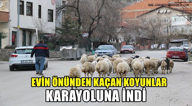 Evin önünden kaçan koyunlar karayoluna indi